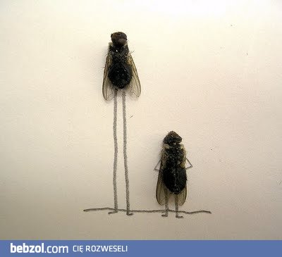 Sztuka martwych much