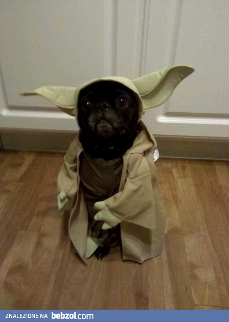 Yoda istnieje!