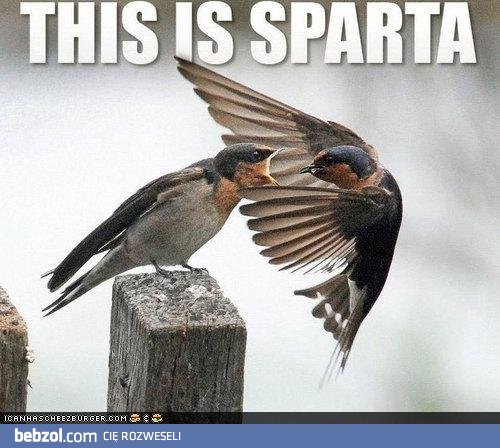 To jest Sparta!