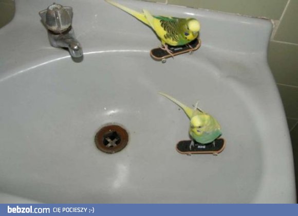 Skatepark w umywalce