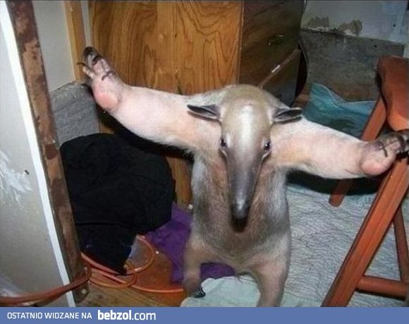 Spokojnie, sytuacja opanowana..