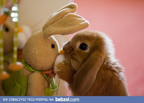 Nie mów nic, rozumiem