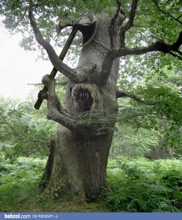 Bardzo brutalne drzewo..