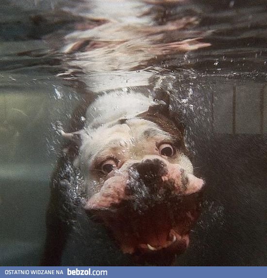 Nowy rodzaj potwora morskiego