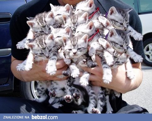 Małe kociaczki :-)