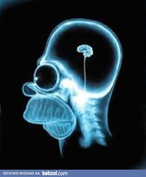 Mózg Homera