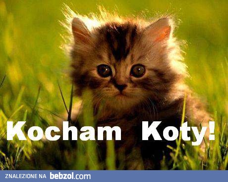 Kocham koty! 