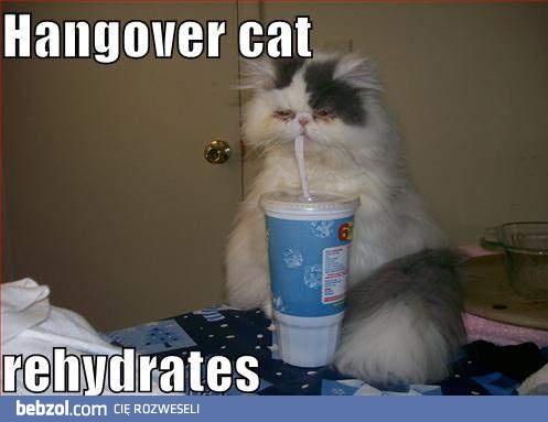 Hangover cat !!!