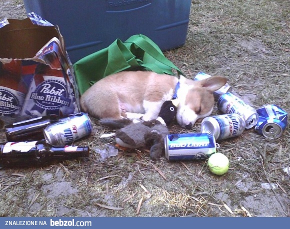 Puppy Tired After First Tailgate