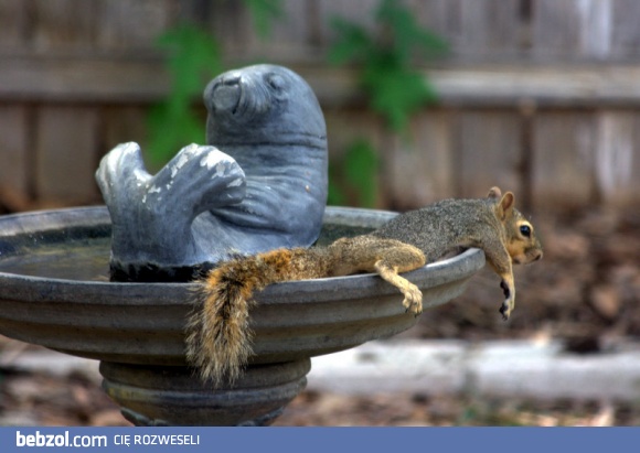 It's still so hot in Texas, my squirrels have taken it to the next level to keep cool!  