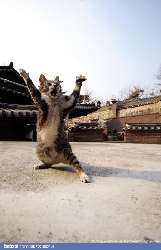 Kung Fu Kitty 