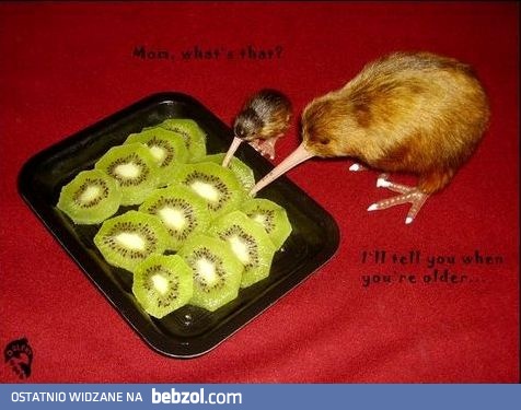 Kiwi jedzą kiwi