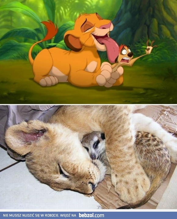 Simba i Timon w prawdziwym życiu