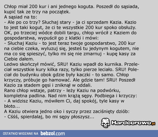 Kogut Kazik