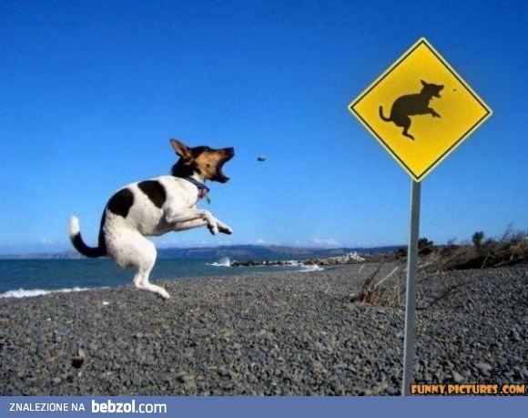 Uwaga! Skaczący pies!