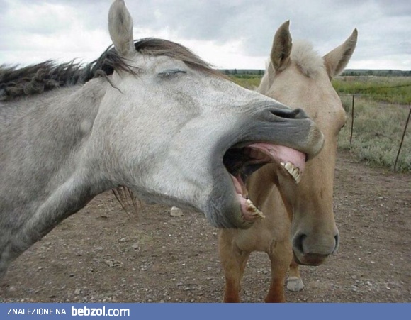 Ha ha ha, koń by się uśmiał