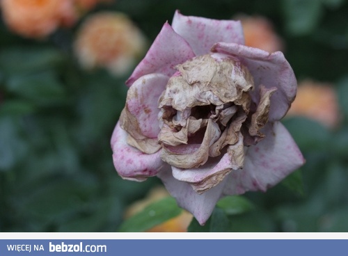Kwiatowa czaszka 