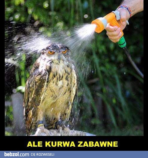 Ale zabawne...