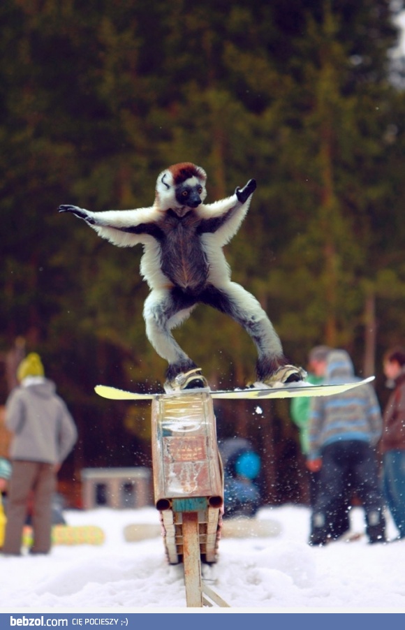 Lemur na snowboardzie