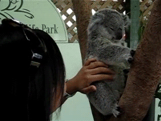 Słodki misiaczek koala