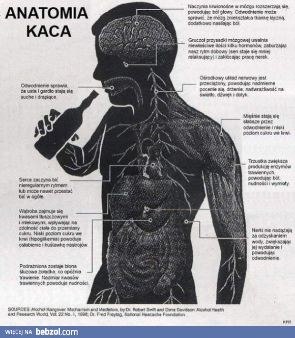 Anatomia kaca