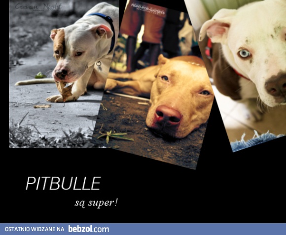 Pitbulle są super!