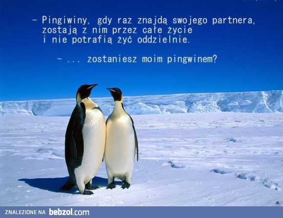 Zostaniesz moim pingwinem?