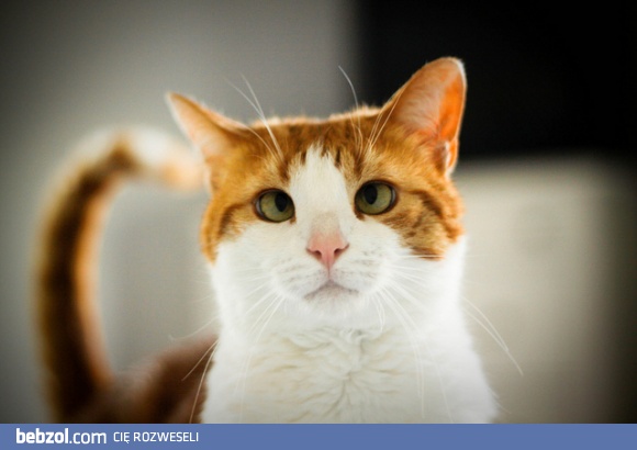 Spójrz mi prosto w oczy... Spójrz mi prosto w oczy...