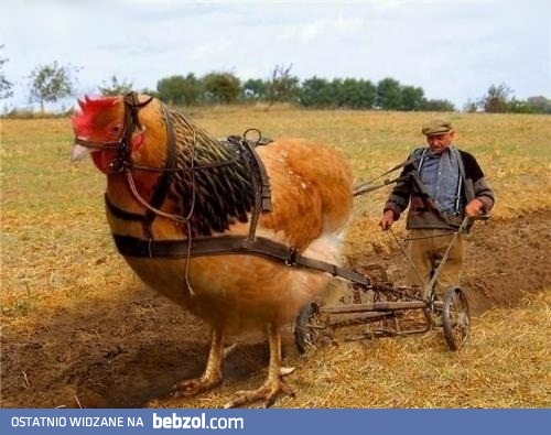 Koń by się uśmiał! Koń by się uśmiał!