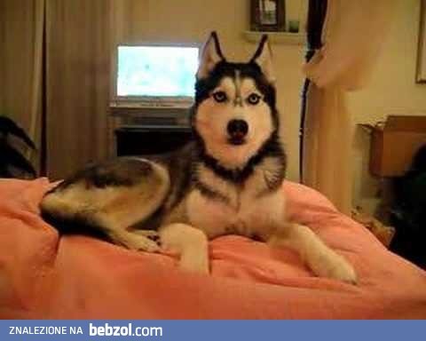 Pies Husky mówi   