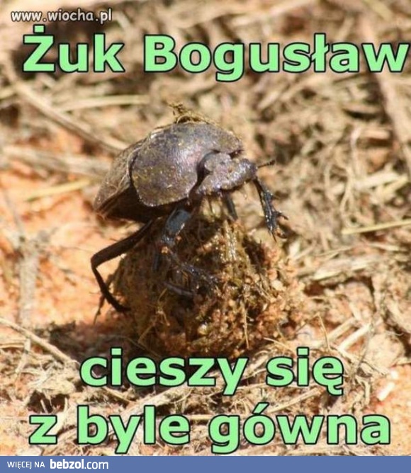 Bądź jak Żuk Bogusław!