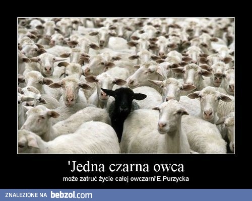 Jedna czarna owca...