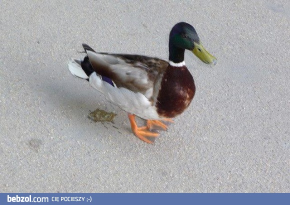 To było,że do tego dojdzie...