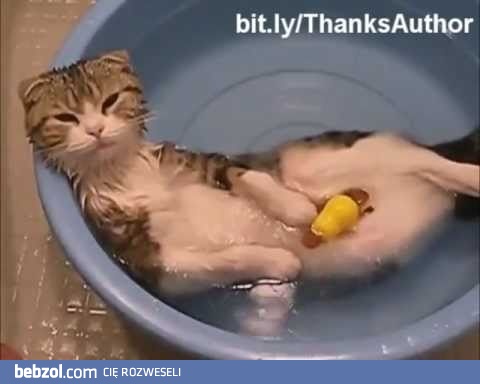 Koty w kontakcie z wodą - bardzo zabawne sytuacje!