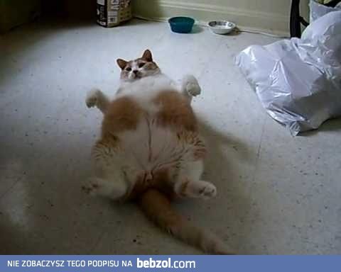 Koty tłuściochy i work out