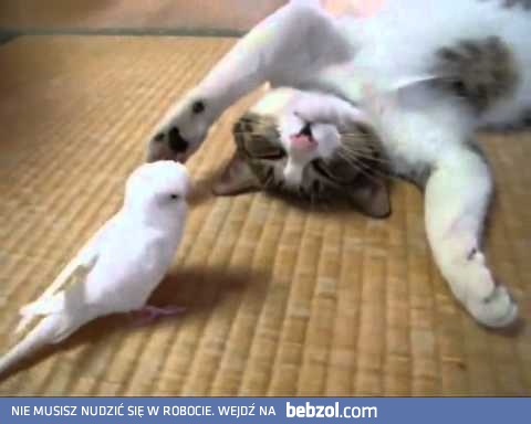 Zabawa kota z papużką