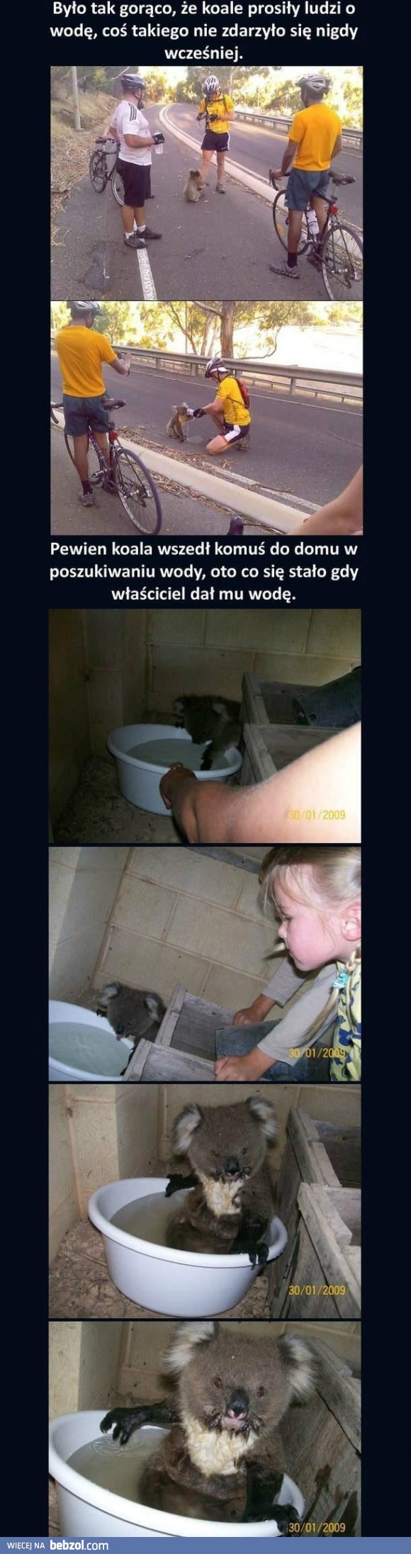 Miś koala podczas upałów