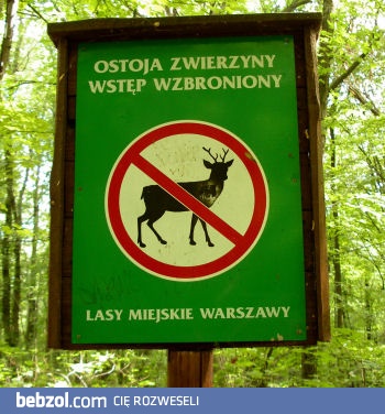 No to  gdzie te jelenie mają się podziać..?
