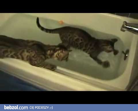 Te koty kochają zabawy w wannie