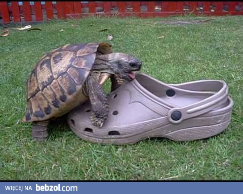 Sex żółwia z butem...