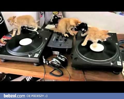 Cudowne kocurki - mix