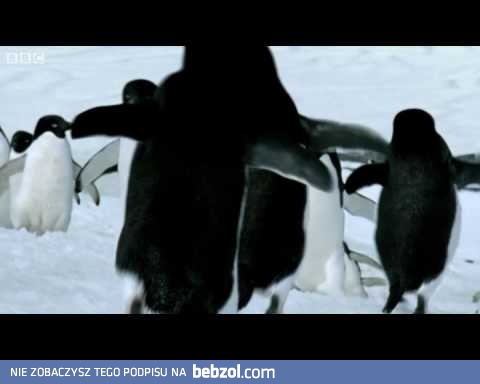 Czy wiecie że pingwiny potrafią latać? Zobaczcie!!!