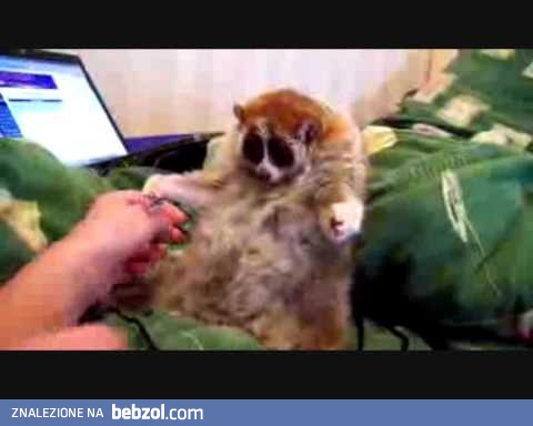 KRÓL JULIAN  lubi łaskotki