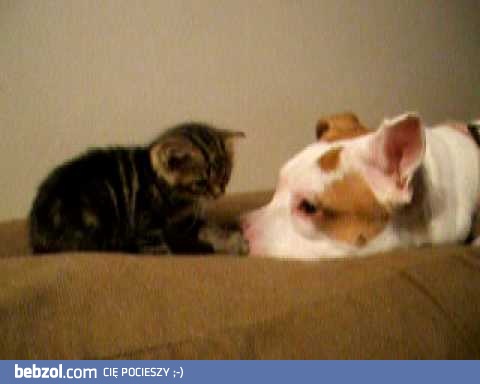 Pitbull i malutki kotek