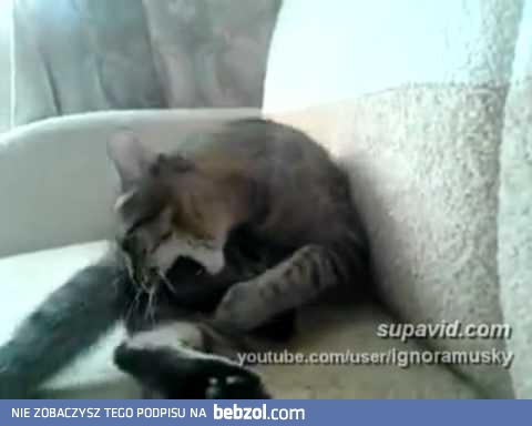 Kotek wkurzył się na własną łapę...