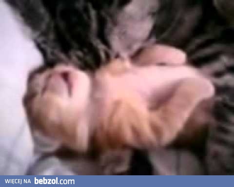 kotka przytula swoje małe kocię