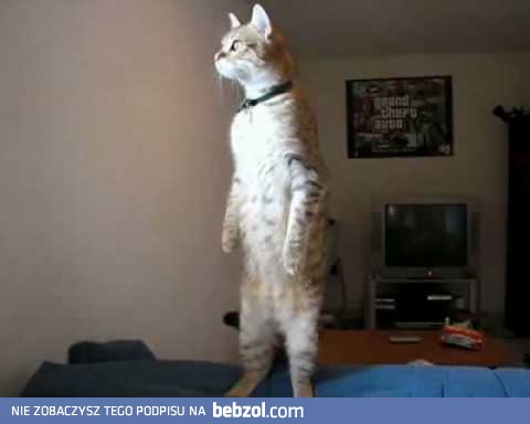 Na dwóch łapkach - brawo!!!