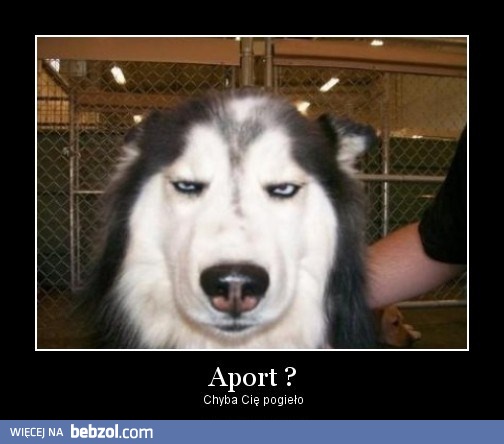 Chyba Cię pogięło...