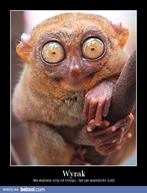 Oczy większe od mózgu...