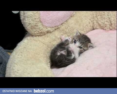 Słodki koci maluszek!